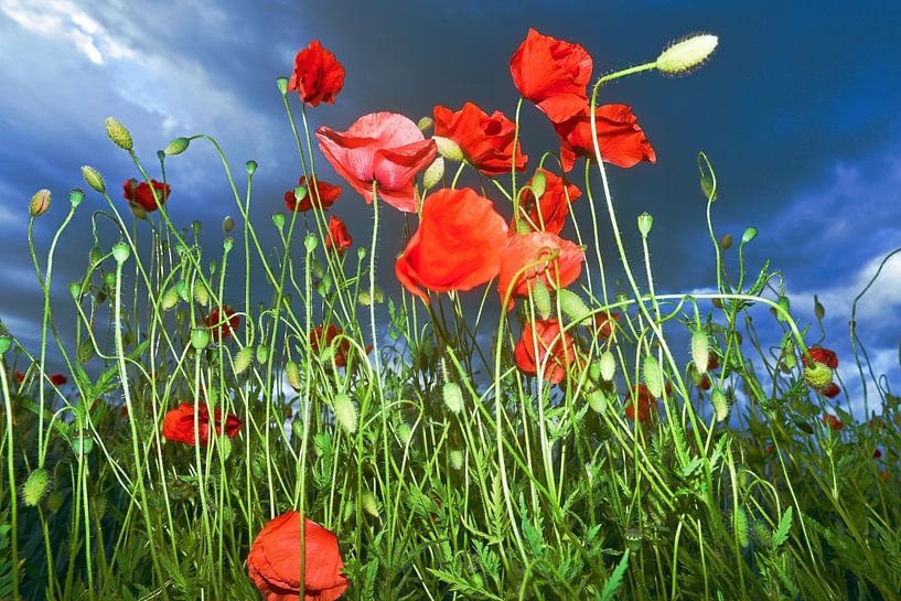 Coquelicot rouge dans un champ de blé estival par Silva Wischeropp