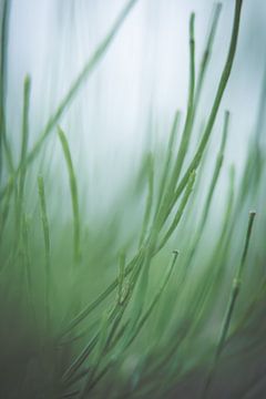 Gras by Robert Wiggers