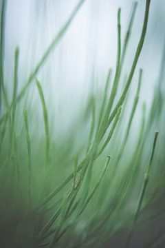 Gras van Robert Wiggers