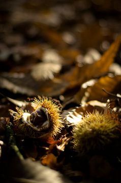 Herbst von Dick Nieswaag