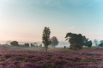 Sonnenaufgang in der blühenden Heidelandschaft