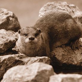 Een gouden Otter van WeVaFotografie