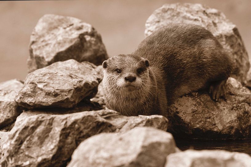 A golden Otter by WeVaFotografie