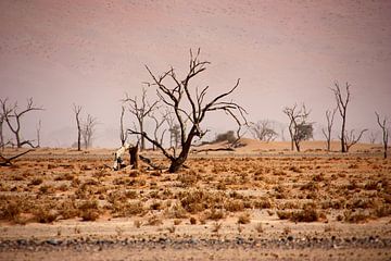 NAMIBIA ... pastel tones IV van Meleah Fotografie