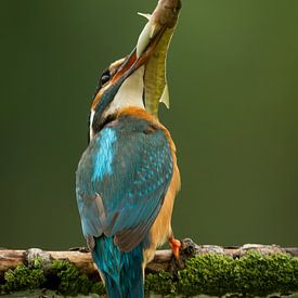 IJsvogel met snoekje. von Gerrit van de Velde