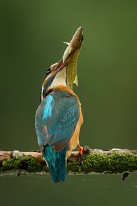 IJsvogel met snoekje. sur Gerrit van de Velde