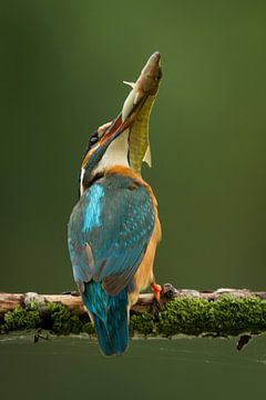IJsvogel met snoekje. van Gerrit van de Velde