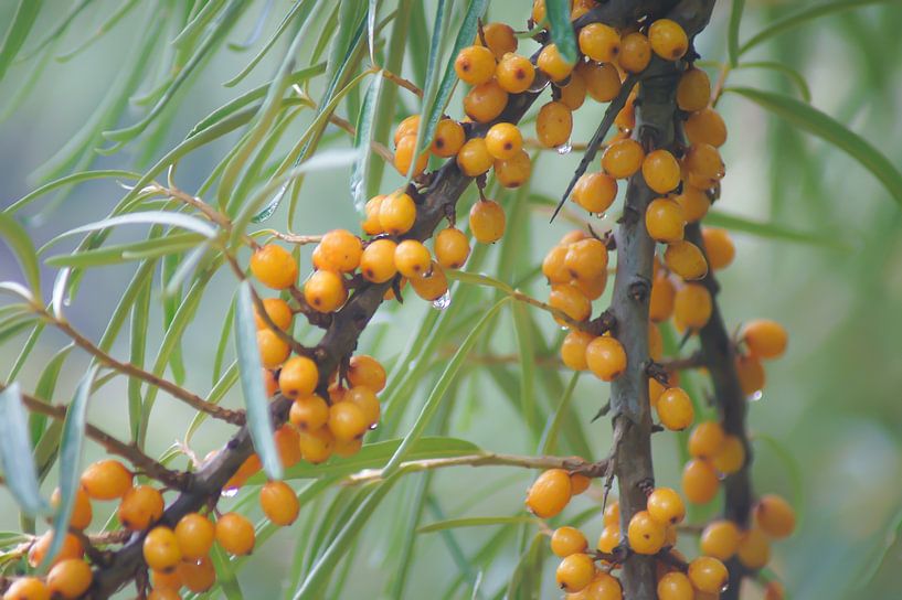 Duindoorn van Niek Traas