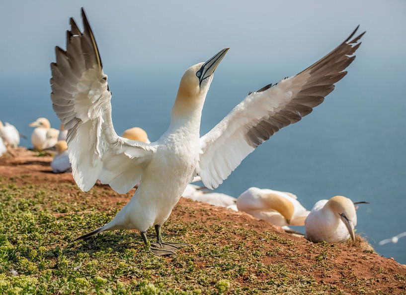 Jan van Gent von Harry Punter