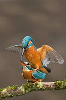 Mating Kingfishers