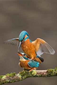 Paarende Eisvögel von Jeroen Stel