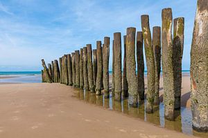 Holzpfähle mit Moos und Muscheln am Strand von Wissant an der Opalküste in Nordfrankreich