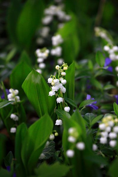 Lily of the valley by Thomas Jäger