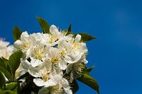 Blossom
