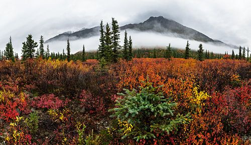 Autumn Fog Over the Tundra