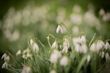 Schneeglöckchen in voller Blüte, und dieses hier stach besonders schön hervor! von Wendy de Jong