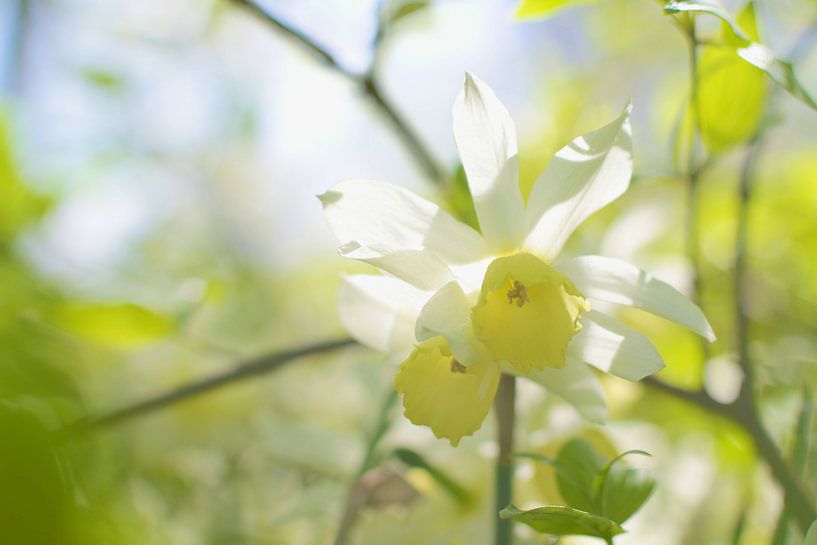 Narciss von Marianna Pobedimova