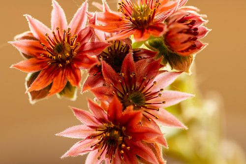 Spider web house look