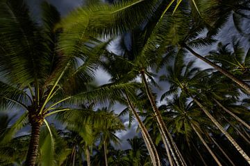 Palmbomen tijdens een heldere nacht van Karin Bunschoten