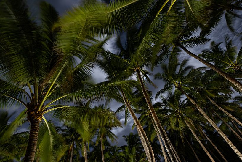 Palm trees during a clear night by Karin Bunschoten