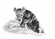 Junge Hyäne von Robert Styppa Miniaturansicht