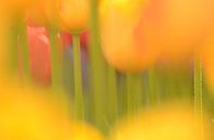 Tulpenstengels von Hein de Vries Miniaturansicht