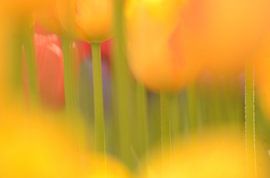 Tulpenstengels von Hein de Vries