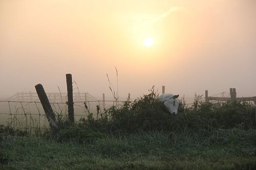 Texel Landschap 052