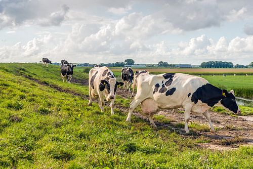 Koeien onderweg naar melkstal