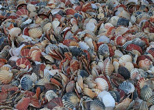 Scallops by Trudy M. Simons-Pos