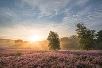Zonsopkomst op de Brunssummerheide