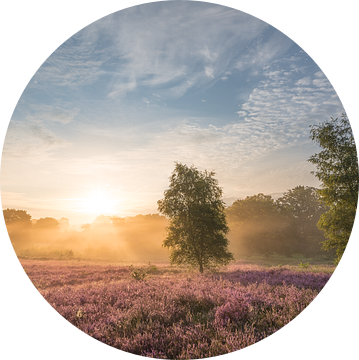 Zonsopkomst op de Brunssummerheide