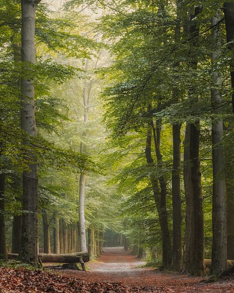Neblige Waldallee in Hattem von Marcel van Oene