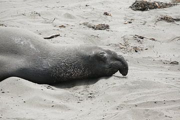 Olifant zeehond van Suzana Luttermann