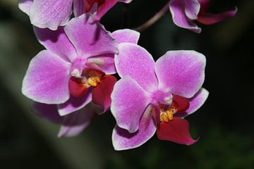 Orchids by Simone van der Heide