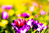 Schilderachtige kleurrijke bloemen von T de Smit Miniaturansicht