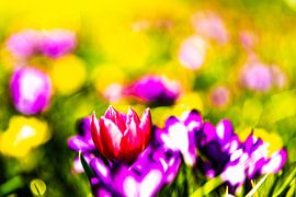 Schilderachtige kleurrijke bloemen von T de Smit