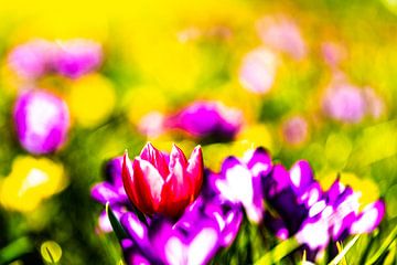 Schilderachtige kleurrijke bloemen van T de Smit