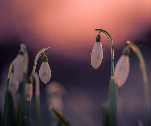 Schneeglöckchen im Sonnenuntergangslicht