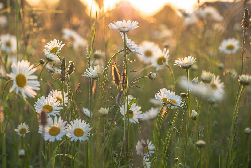 flowers part 394 by Tania Perneel