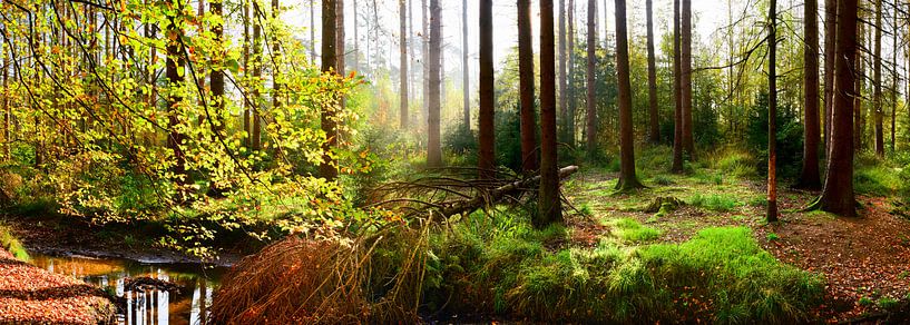 Forêt d'automne par Günter Albers