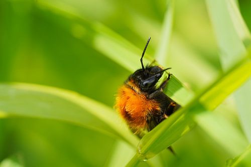 Foto von Barry van Rijswijk