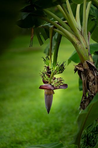 Banana plant in close-up