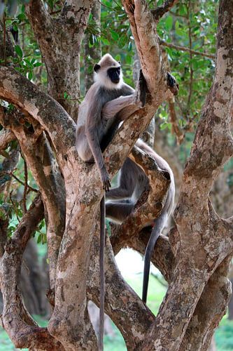 Relaxing like a ceylon hula man