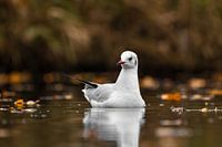 Black-headed gull in copper autumn