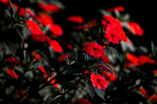Rode Bloemenpracht De Kracht van Contrasten