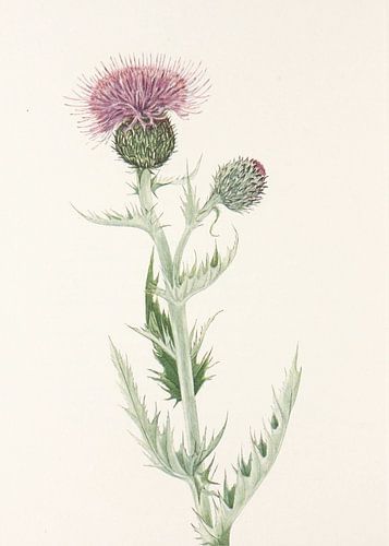 Prairie Thistle From North American Wildflowers (1925) By Mary Vaux Walcott.
