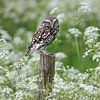 little owl by Henk Langerak