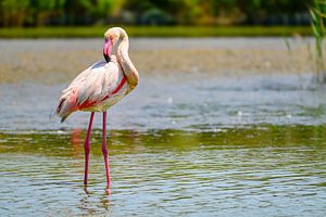 Flamingo in der Camarque in Südfrankreich
