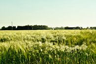 Landschap graanveld van Stef De Vos thumbnail